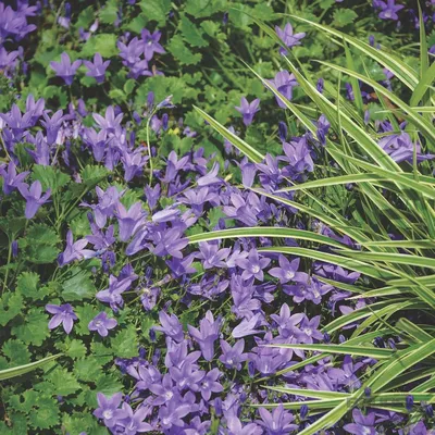 Колокольчик Портеншлага Birch(Campanula portenschlagiana Birch)