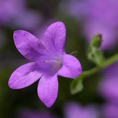 Колокольчик Портеншлага Клоквайз Дип Блю (Campanula portenschlagiana  Clockwise Deep Blue) 2л, цена в Санкт-Петербурге от компании Вилла-планта  (садовый центр и питомник растений, ландшафтное бюро)