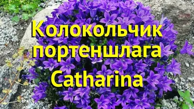 Колокольчик портеншлага Катарина. Краткий обзор, описание campanula  portenschlagiana Catharina - YouTube