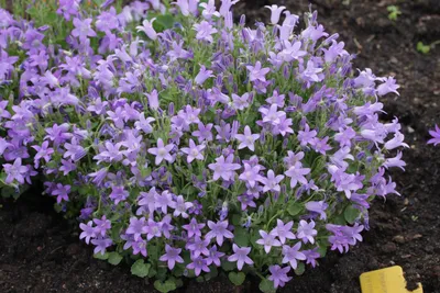 Колокольчик Портеншлага (видовой) (Campanula portenschlagiana) - Северная  Флора