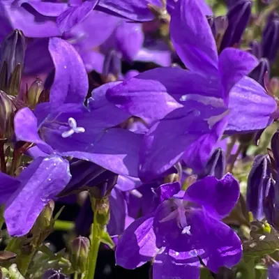 Колокольчик Портеншлага Клоквайз Дип Блю (Campanula portenschlagiana  Clockwise Deep Blue) 2л, цена в Санкт-Петербурге от компании Вилла-планта  (садовый центр и питомник растений, ландшафтное бюро)