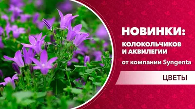 Колокольчик Клоквайз F1 семена купить в Украине по низкой цене - \"  Професійне насіння\"