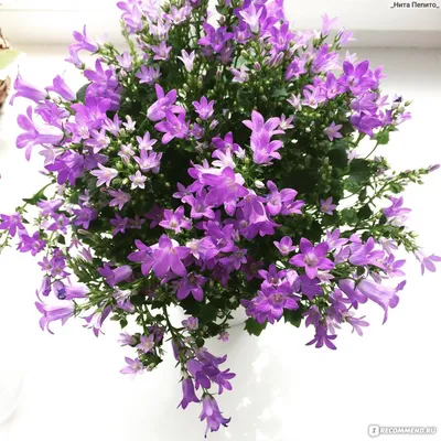 Колокольчик Портеншлага (Campanula portenschlagiana) - «Отзыв про  колокольчики из Икея, пересадка и уход » | отзывы