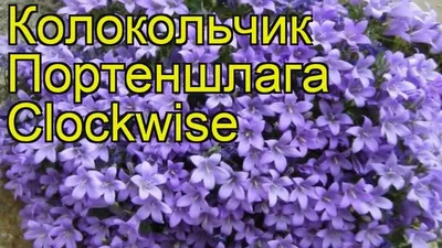 Колокольчик портеншлага Клоквайз. Краткий обзор, описание характеристик,  где купить саженцы - YouTube