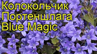 Колокольчик портеншлага Блю Мэджик. Краткий обзор, описание campanula  portenschlagiana Blue Magic - YouTube