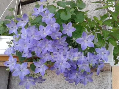 Кампанула равнолистная Campanula Isophila mayi Blue \" жених\" — купить в  Красноярске. Горшечные растения и комнатные цветы на интернет-аукционе Au.ru