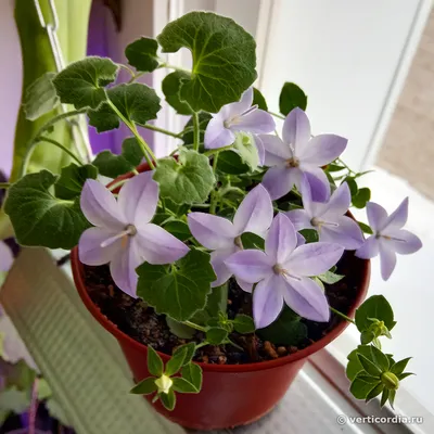 Вертикордия — Колокольчик равнолистный синий (Campanula isophylla)