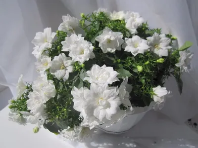 Лучшие комнатные растения с простыми цветками. Классические цветы. Фото —  Страница 5 из 6 — Ботаничка