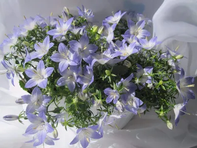 Mmari5 : Жених и невеста : Цветы