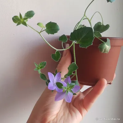 Вертикордия — Колокольчик равнолистный синий (Campanula isophylla)