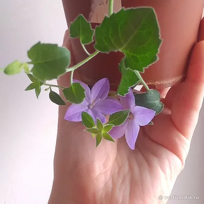 Вертикордия — Колокольчик равнолистный синий (Campanula isophylla)