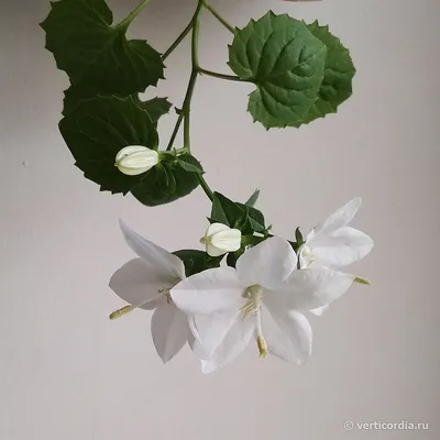 Вертикордия — Колокольчик равнолистный белый (Campanula isophylla)