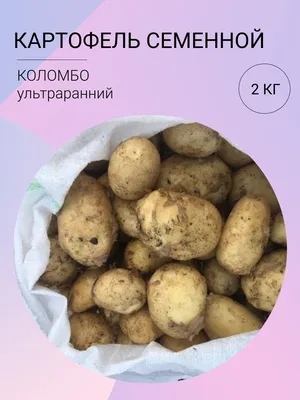 Клубни Картофель купить по выгодной цене в интернет-магазине OZON
