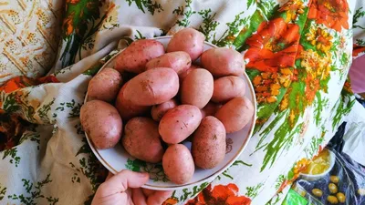 Какую картошку выбрать и купить на зиму ? Славянка, Беллароза, Пикассо,  Коломбо - YouTube