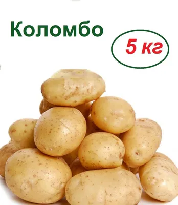 Картофель ЛЕТО SP56838кл// - купить по выгодным ценам в интернет-магазине  OZON