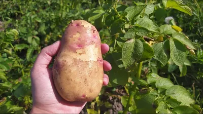 Сравнение 9 сортов картофеля (Сынок, Коломбо, Египетская и другие) - YouTube