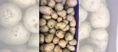 Картофель семенной «Коломбо» купить в Кстово | Товары для дома и дачи |  Авито