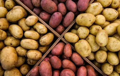 Сорта картофеля для России по округам и критерии выбора сортов