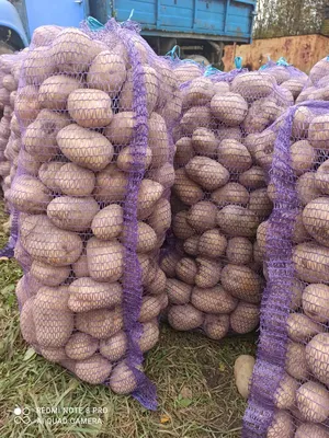 Продажа - Картофель Коломбо оптом, напрямую от производителя Урожай 2022  14р.кг