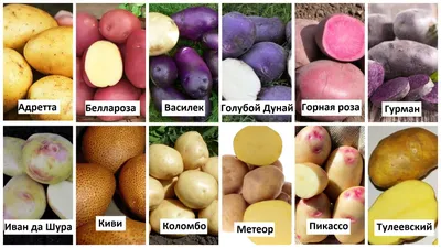 Семенной картофель редких сортов. Сбор заказов на весну 2022 ОТКРЫТ! |  Дачная Коллекция