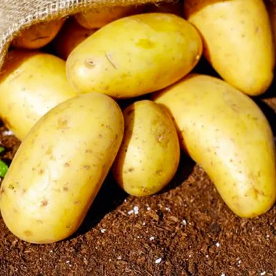 Картофель семенной \"Коломбо\": купить картофель сорта \"Коломбо\" почтой |  PLOD.UA