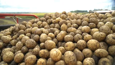 Как в Тульской области изменятся цены на картофель в 2022 году - Новости  Тулы и области - 1tulatv