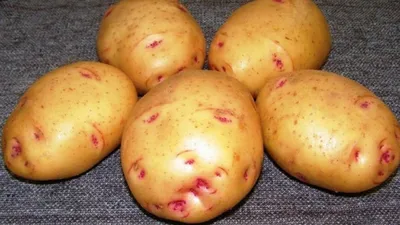 Какой сорт картофеля самый вкусный описание сортов