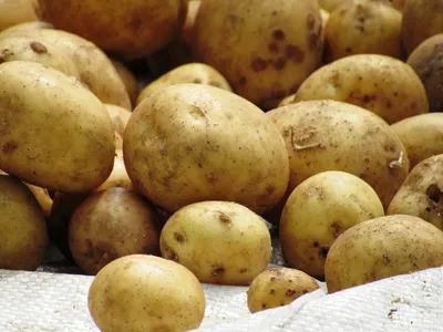 Купить бронницкий картофель Калининград оптом и в розницу по низкой цене