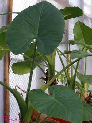 Alocasia odora | Коллекционные растения