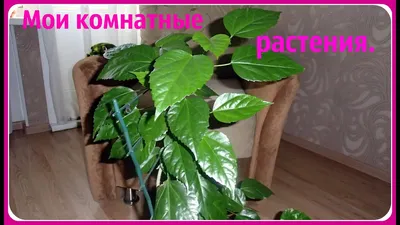 Мои комнатные растения. Комнатные цветы. - YouTube