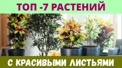 Самые необычные комнатные растения с красивыми листьями - YouTube