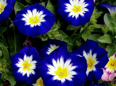 Голубые и синие однолетние цветы, которые не составит труда вырастить |  Дачный дневник пенсионерки | Дзен