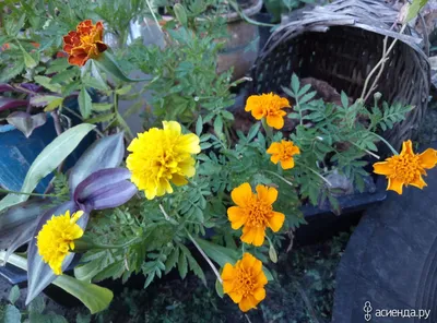 Смесь цветов \"Цветущий балкон\" или Что из этого получилось.: Дневник  пользователя Tawa Saenko