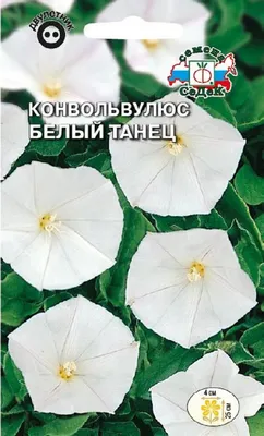 Купить семена конвольвулюса белый танец | \"СЕМЕНА-БАЗА.РФ\" интернет-магазин  в Волгограде