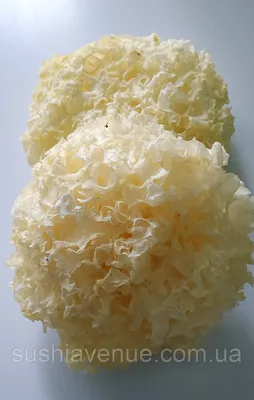 Коралловый гриб 100г, белый: продажа, цена в Ивано-Франковске. Грибы от  \"интернет-магазин \"Sushi Avenue\"\" - 1432493169
