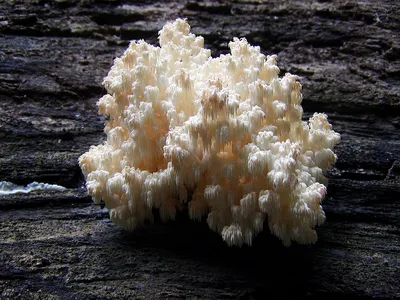 Ежовик коралловидный (Hericium coralloides) фото и описание