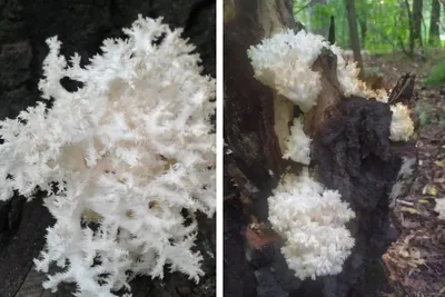 Жительница Новосибирска нашла в лесу краснокнижные коралловые грибы |  ОБЩЕСТВО | АиФ Новосибирск