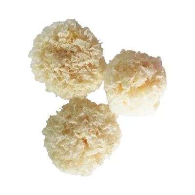 Ледяной гриб Белый коралловый сушеный гриб / 3 шт. в упаковке — купить в  интернет-магазине OZON с быстрой доставкой