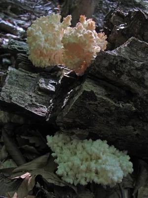 Лесные кораллы