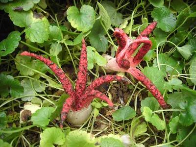 11 удивительных фото безумных грибов, которые выглядят так, будто они не с  нашей планеты | Sntch.com | Дзен