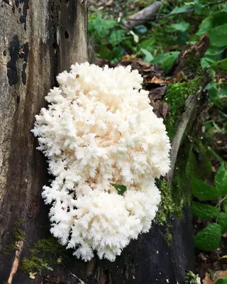 Ежовик коралловидный (Hericium coralloides) - Большая Кокшага