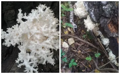 Краснокнижные коралловые грибы нашли в Новосибирске