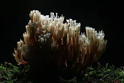 Коралловый гриб / макро гриб красивая природа фото лес | Премиум Фото