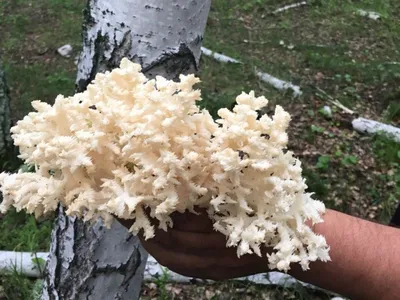 Ледяной (коралловый, снежный, тримелла) гриб, экстра закусочный. Аффтар:  Жук » Старая Топтуха