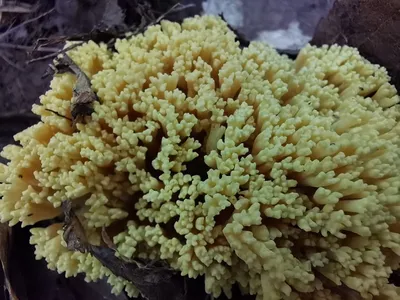 Коралловый гриб, снежный гриб Фунгус NAM TUYET 70грамм (Вьетнам), цена 275  грн — Prom.ua (ID#660613944)