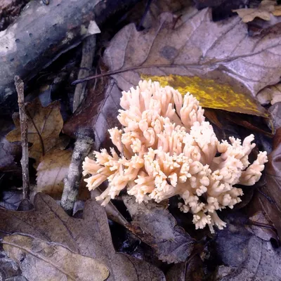 Коралловый гриб White Fungus Mountains 100 г купить в Киеве и Украине в  ASIA FOODS