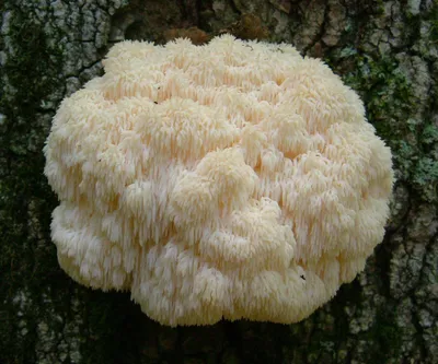 Бесплатные Коралловый гриб стоковые фотографии | FreeImages