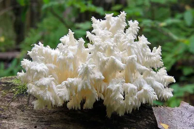 Сухопутный полип, или коралловый гриб | (Не) фантастические твари | Дзен