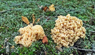 Коралловый гриб | Пикабу