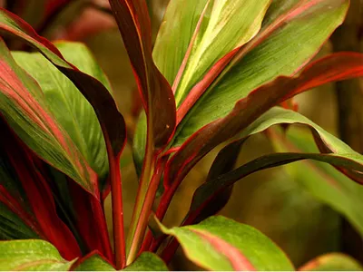 Простые секреты по выращиванию и уходу за тропической красавицей кордилиной  в домашних условиях
